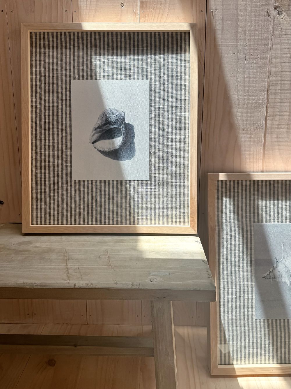 Concha redonda género