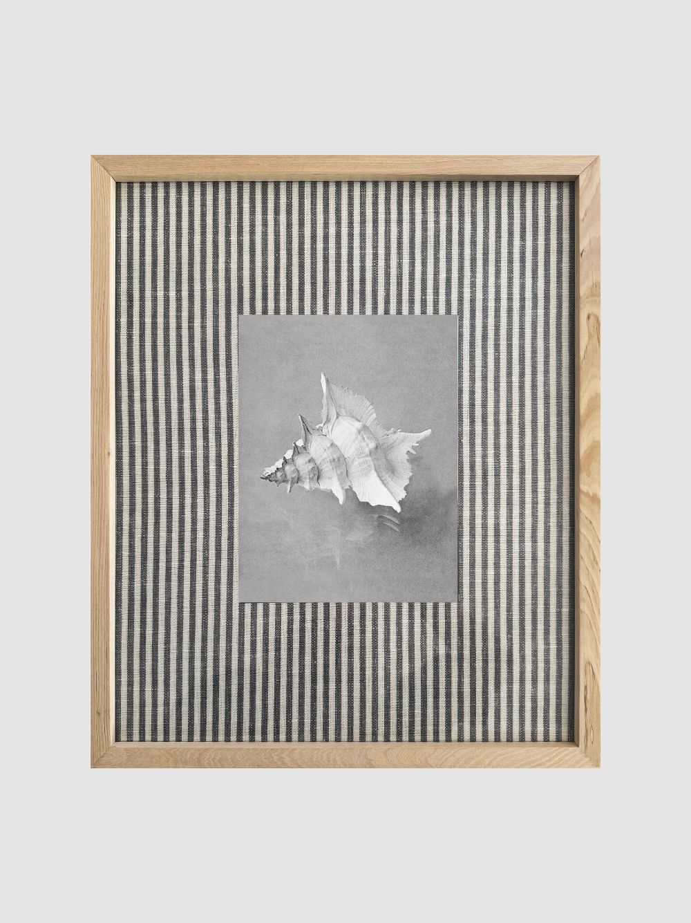 Concha Puntas género