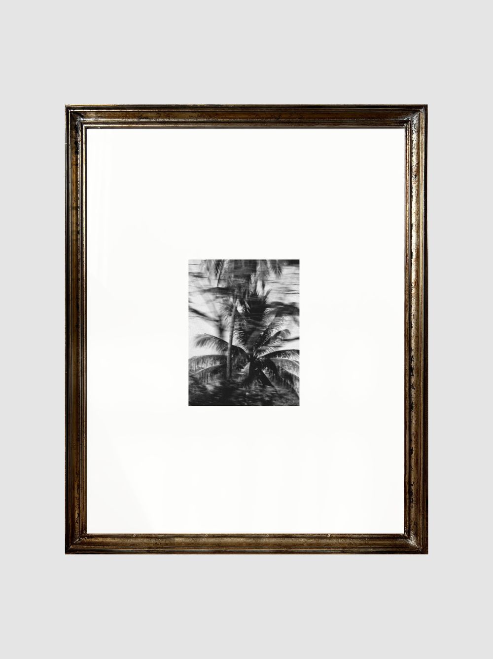 Palmera en movimiento