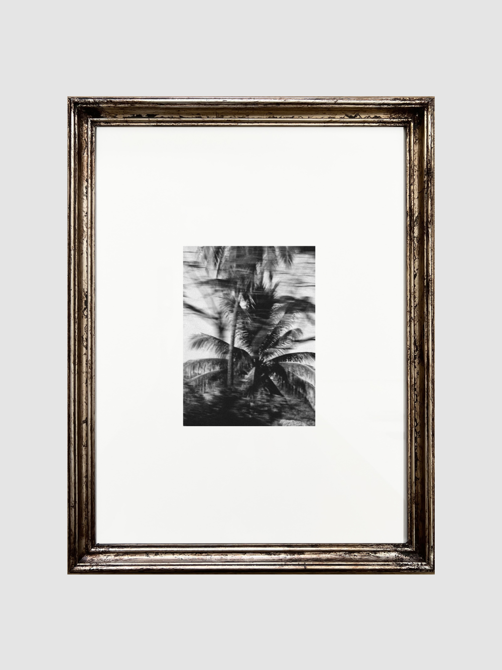 Palmera en movimiento