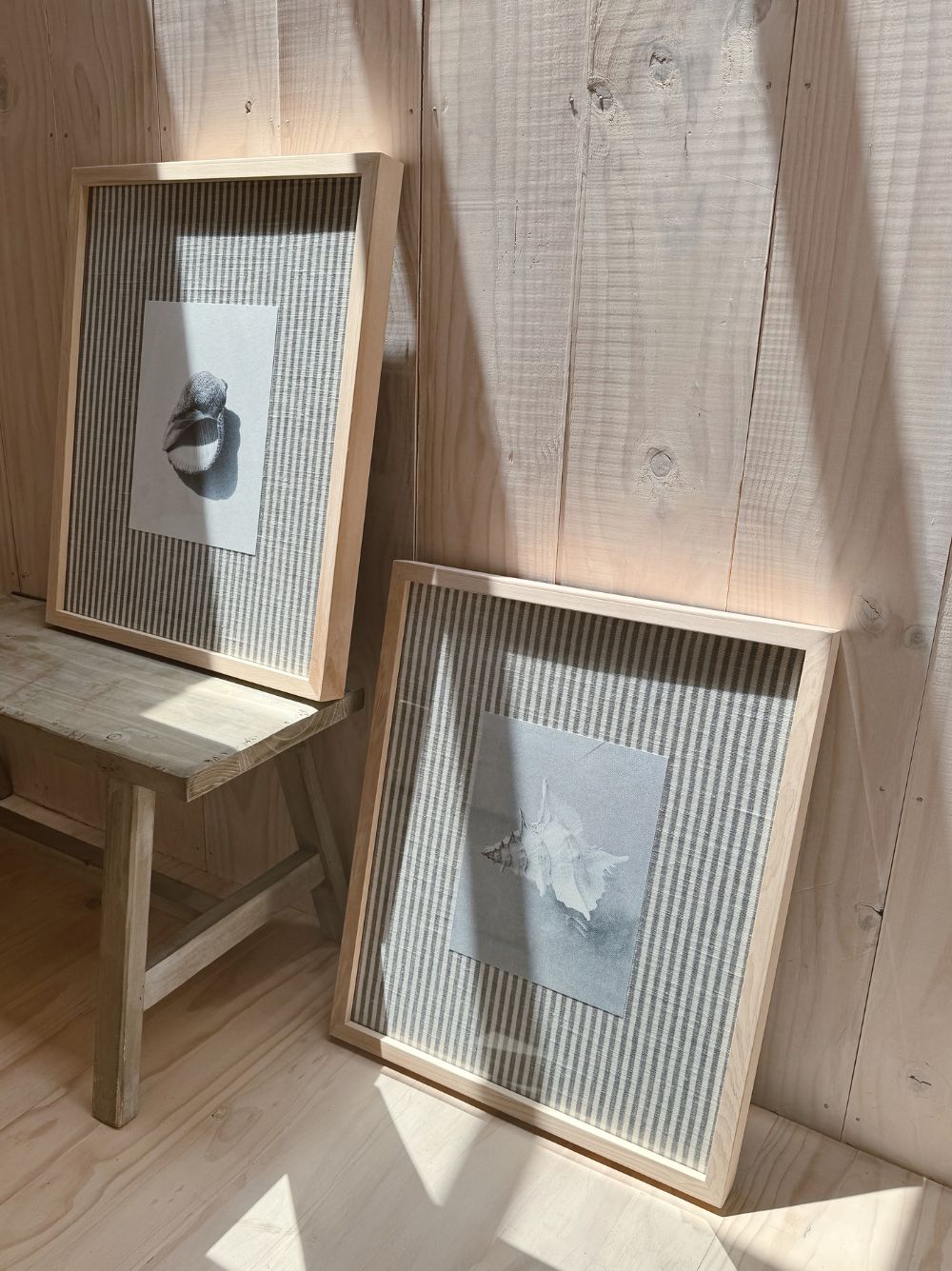 Concha Puntas género