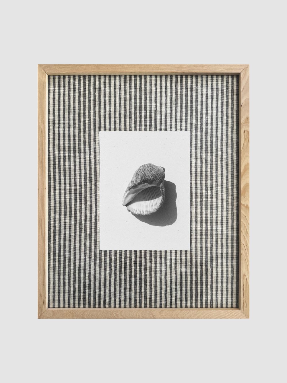 Concha redonda género