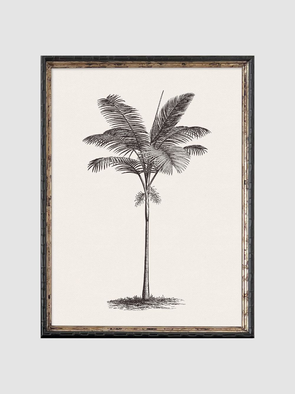Dibujo de Palmera 2