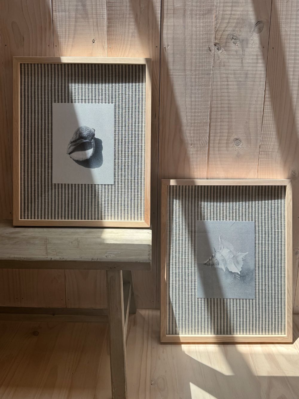 Concha redonda género